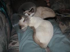 more kittens